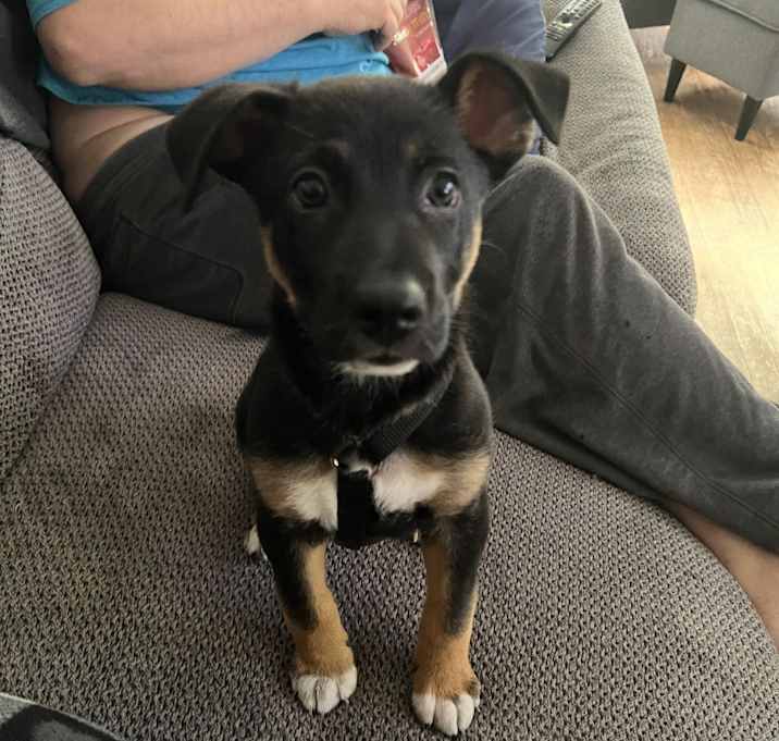 Photo of Starsky