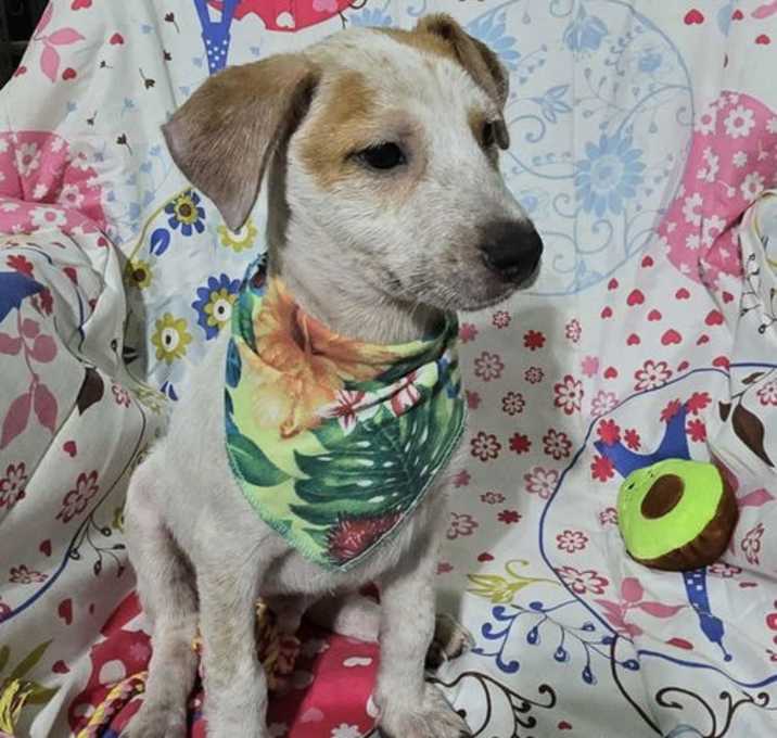 Photo of Draco
