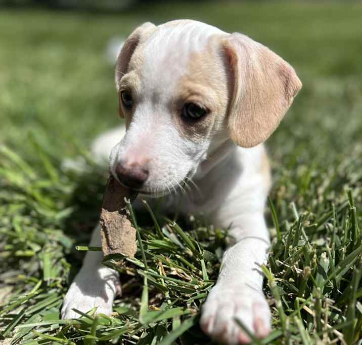 Photo of Creampuff