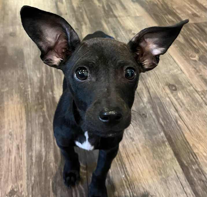 Photo of Pesto