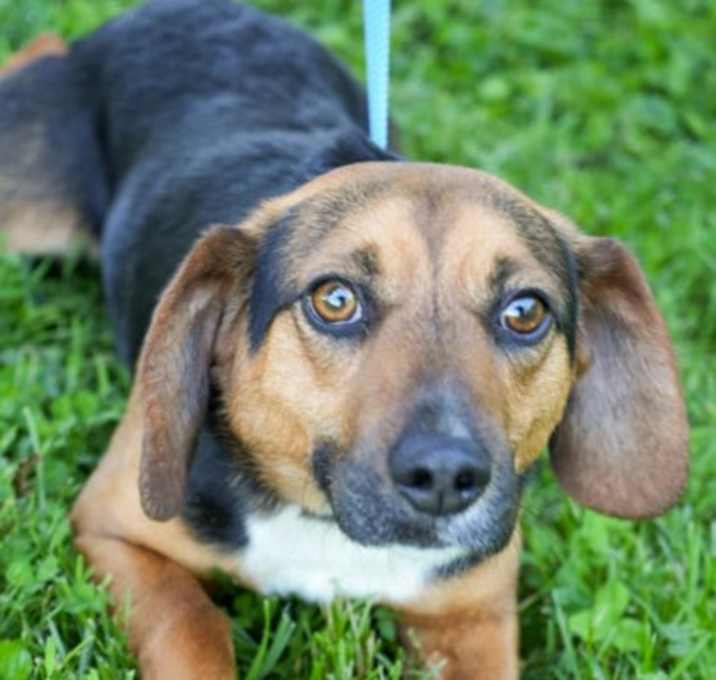 Photo of Champ