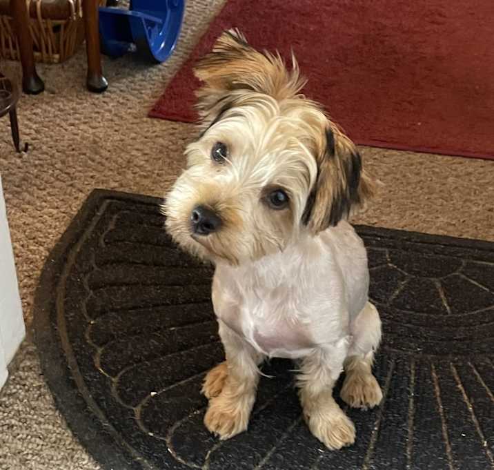 Photo of Oliver