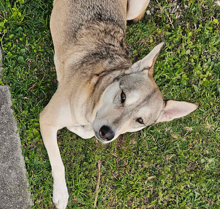 Photo of Sokka