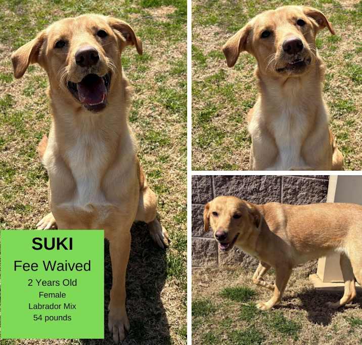 Photo of Suki