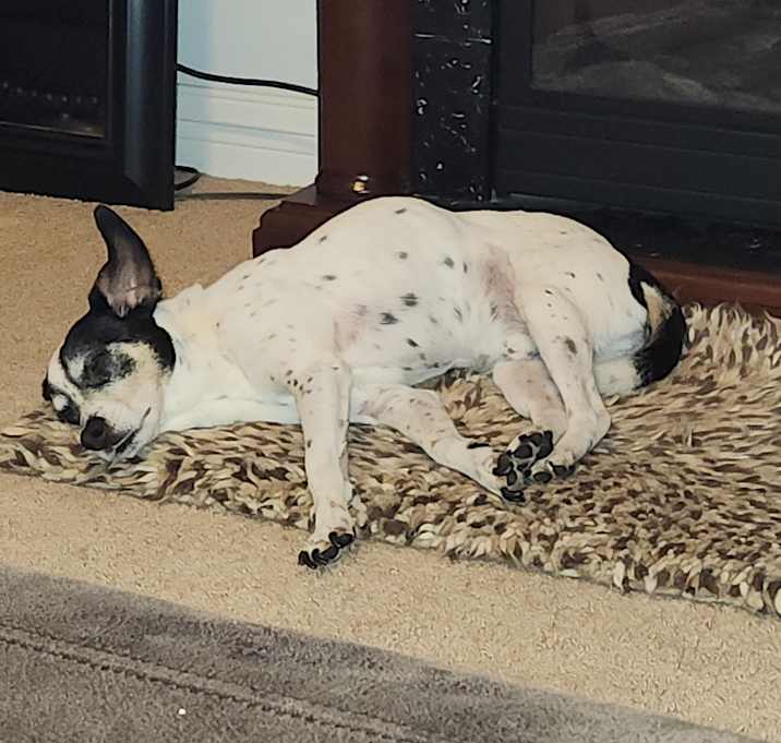 Photo of Frisky