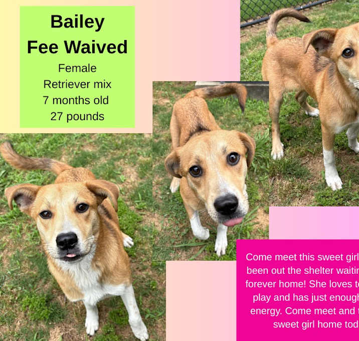 Photo of Bailey