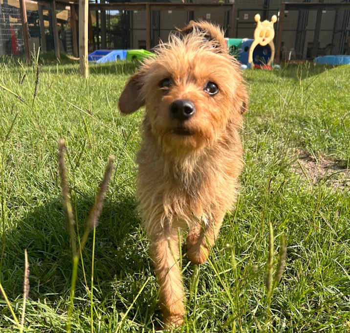 Photo of Bam Bam Biscuit