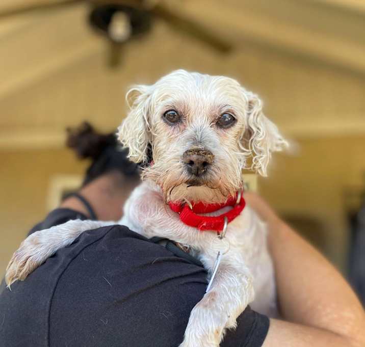 Photo of Fifi