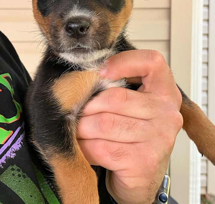 Photo of Peanut