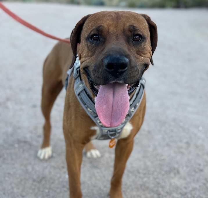 Photo of Roscoe