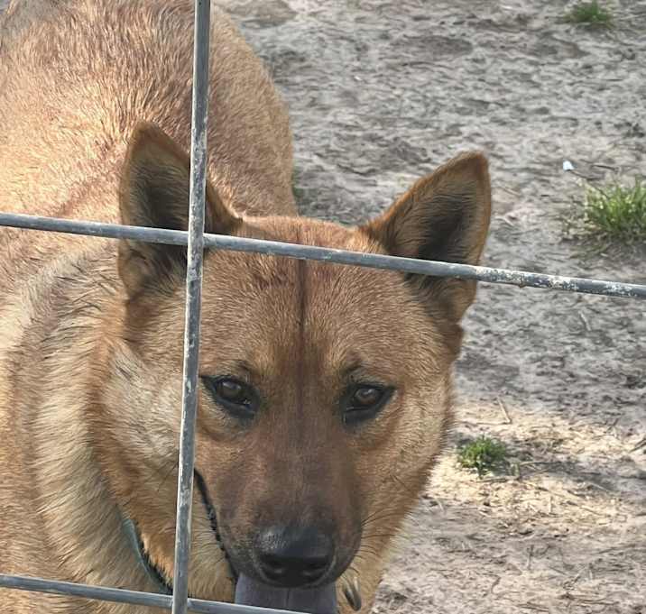 Photo of Grizzly