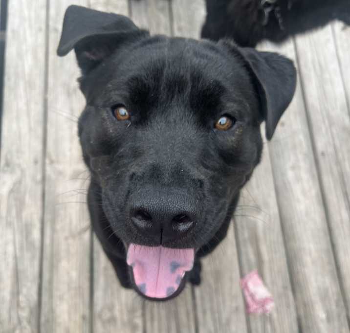 Photo of Bear