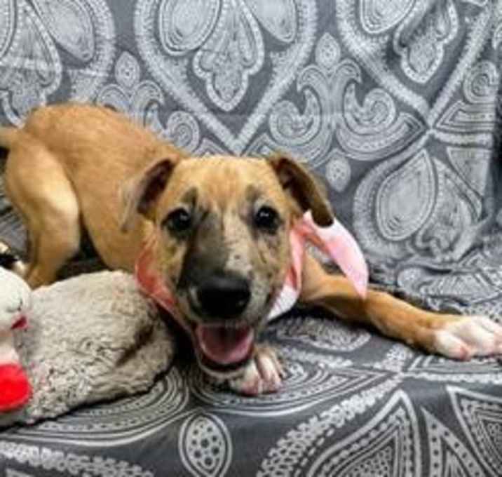 Photo of Daphne