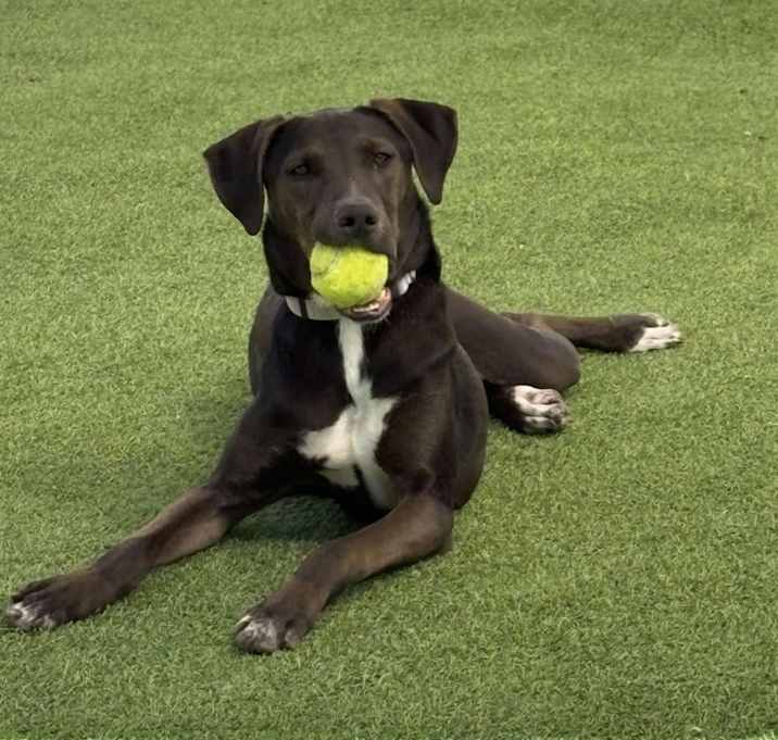 Photo of Franklin - PAWS