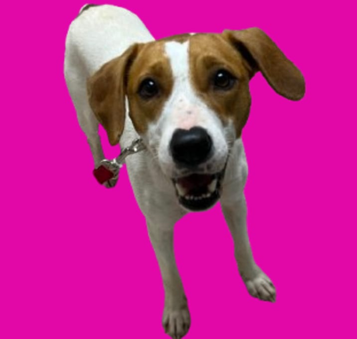 Photo of Luna