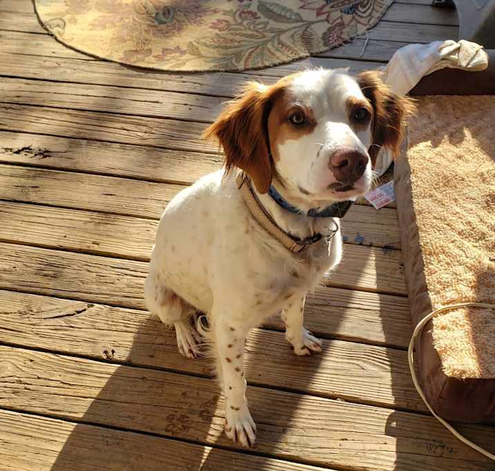Photo of Shiner