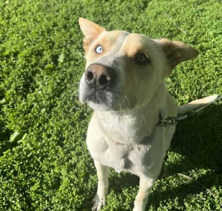 Photo of Hank