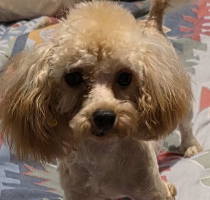 Photo of Peaches