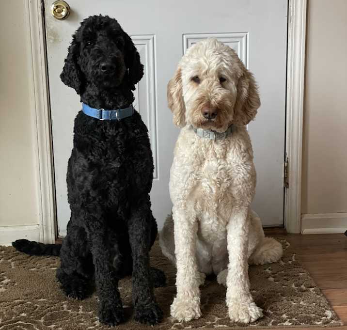 Photo of Enzo and Kona