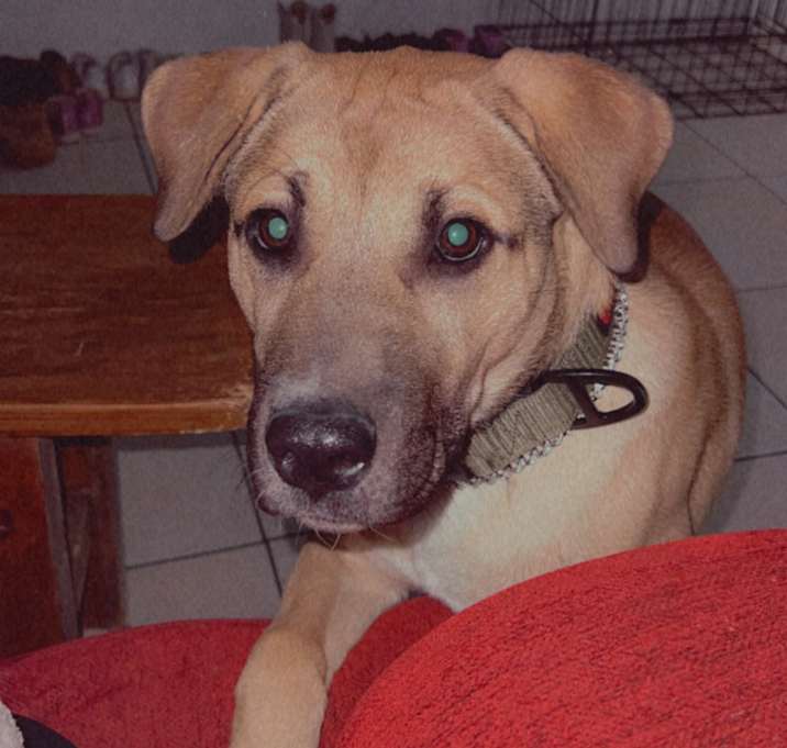Photo of Ragnar