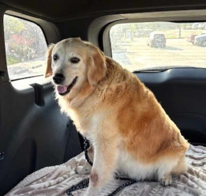 Photo of 4PAWS Heidi