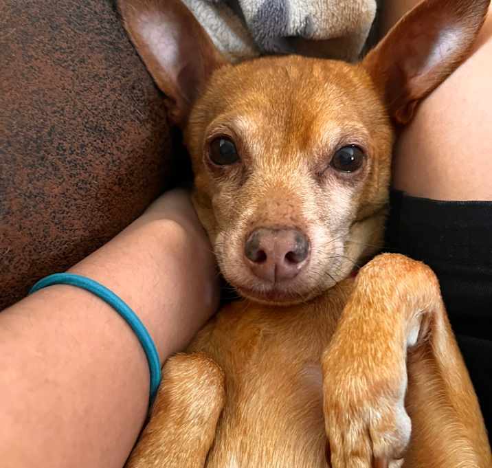 Photo of Ginger