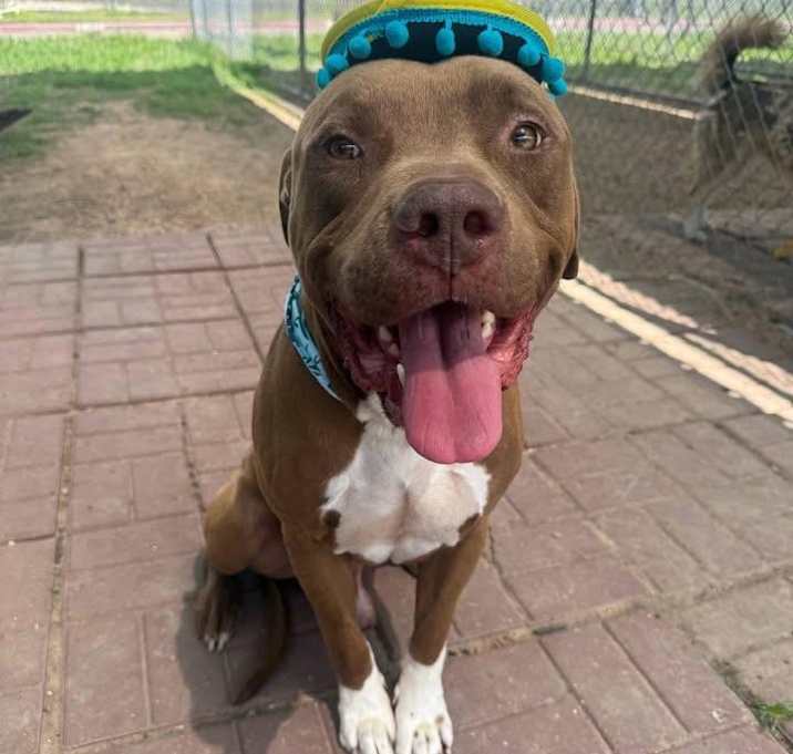 Photo of Sampson