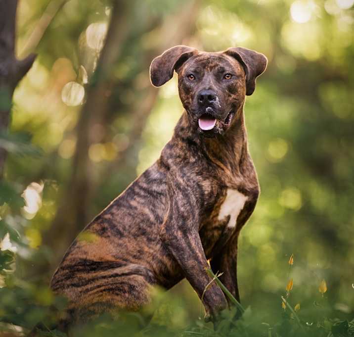 Photo of Bonsai (I have a Secret Crush!)
