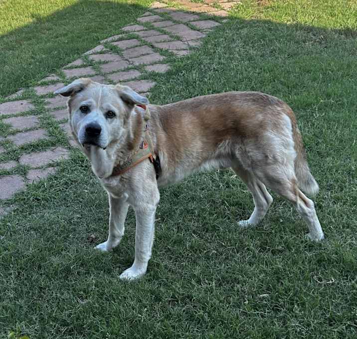 Photo of Buddy