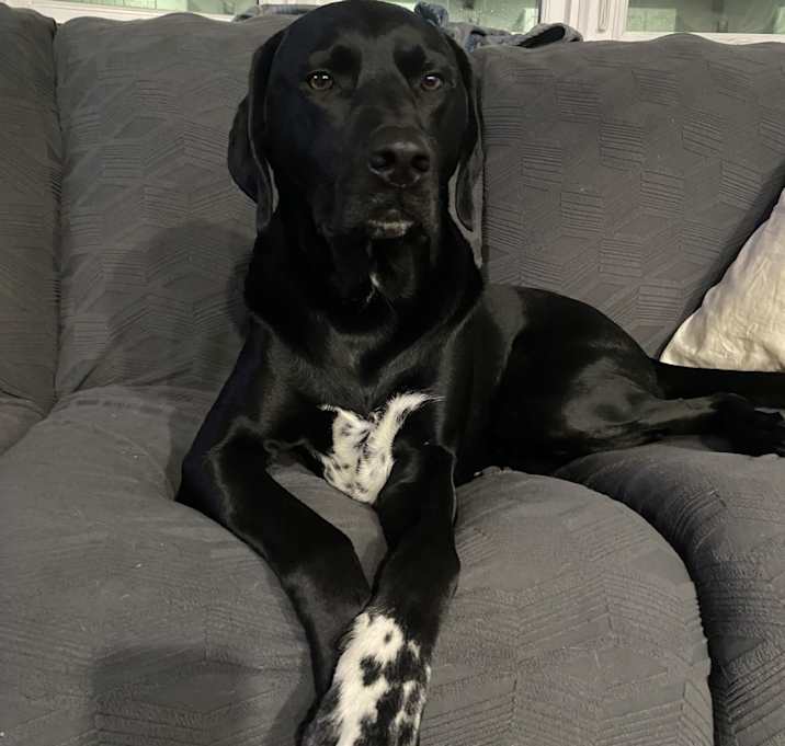 Photo of Arlo