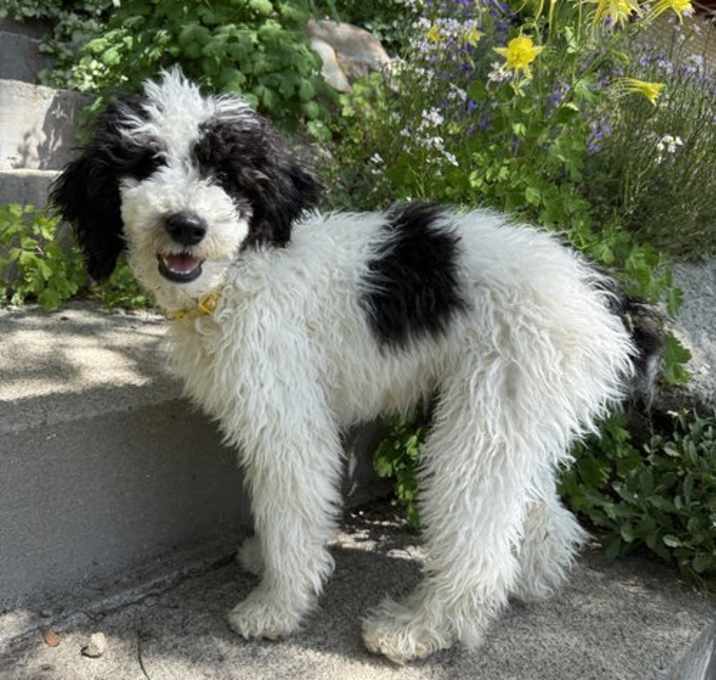 Photo of Wiloley