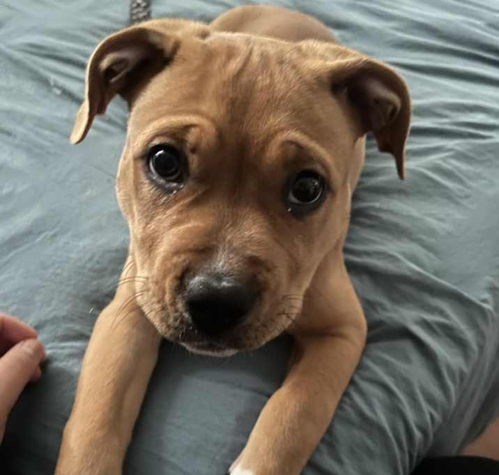 Photo of Cinnamon