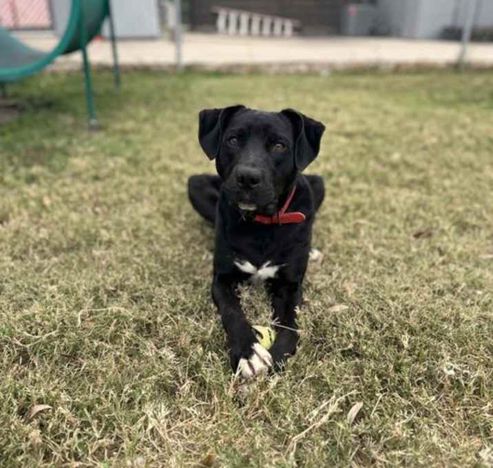Photo of Shadow