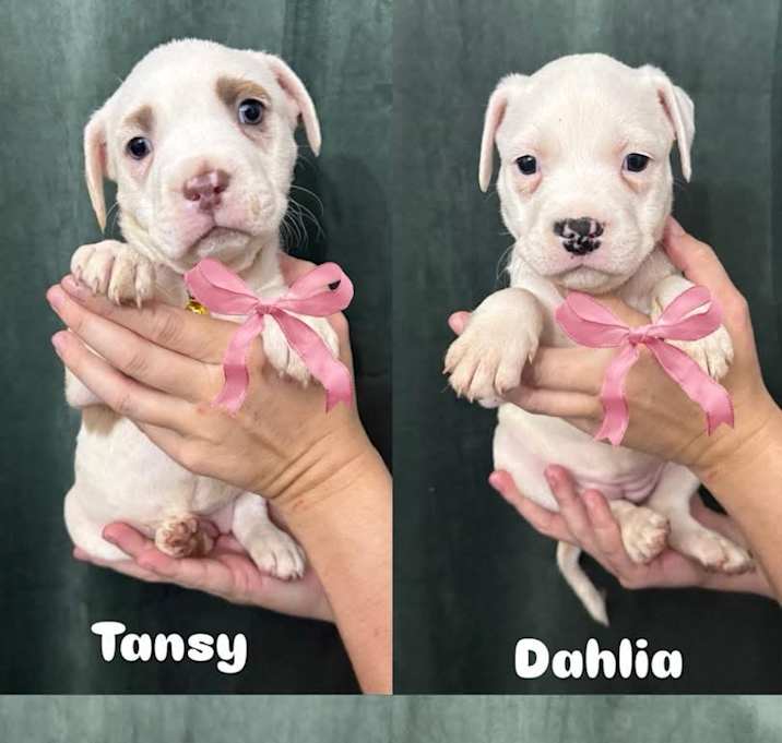 Photo of Tansy, posey, and dahlia