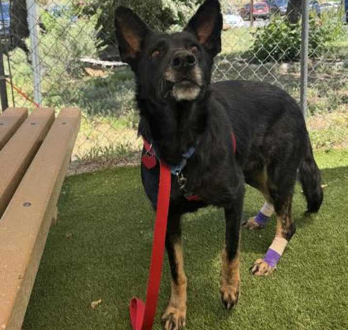 Photo of Shadow