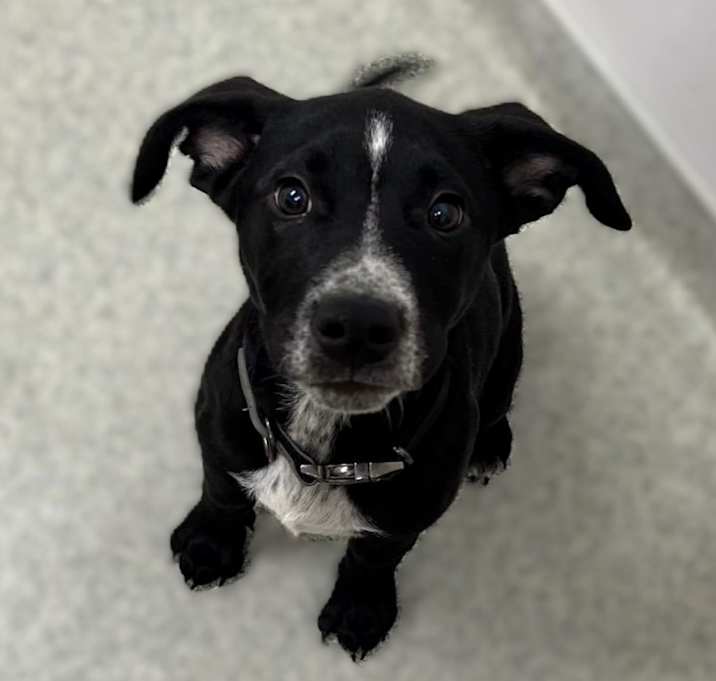 Photo of CHESTER