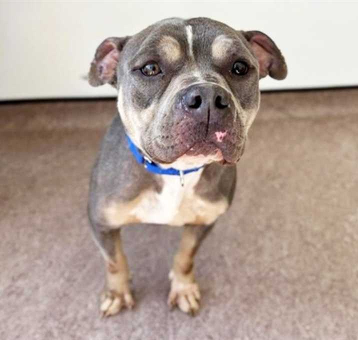Photo of BISCUIT