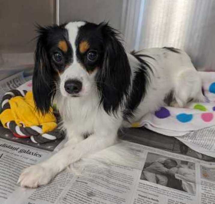 Photo of Louie