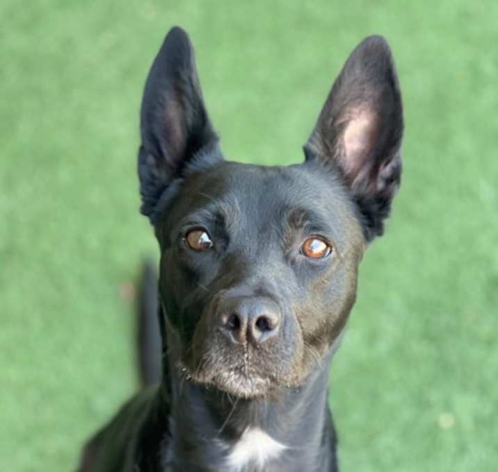 Photo of Henny