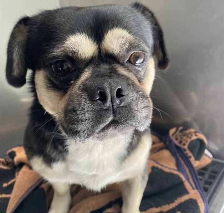 Photo of PUGGLESWORTH