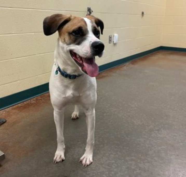 Photo of Daisy