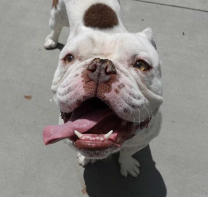 Photo of Bronco