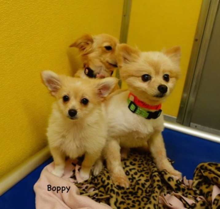 Photo of Boppy