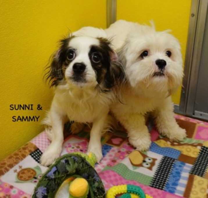 Photo of Sunni