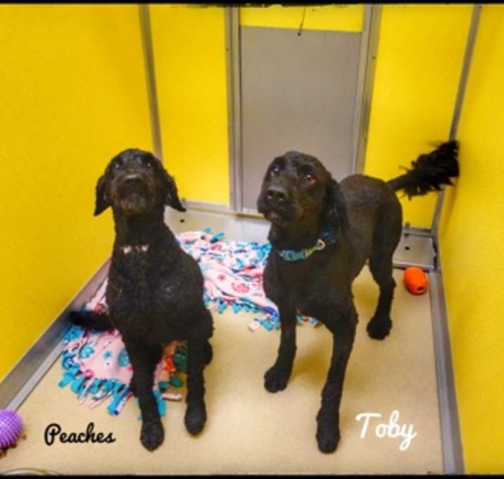 Photo of Toby