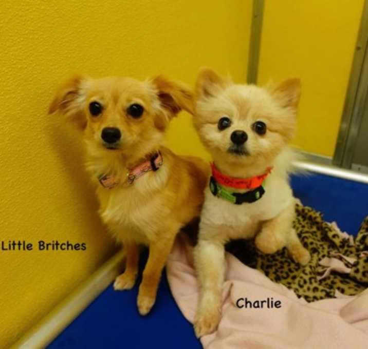 Photo of Little Britches