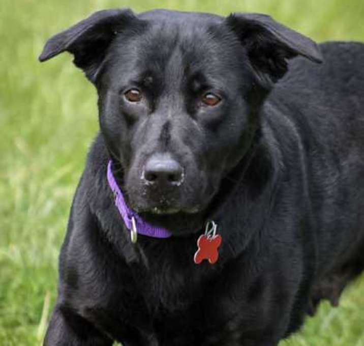 Photo of Lucky