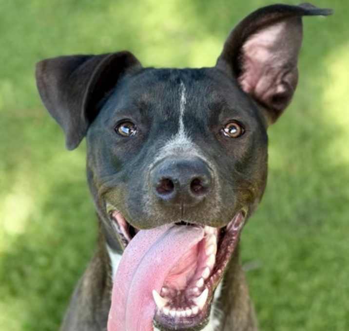 Photo of Scamp