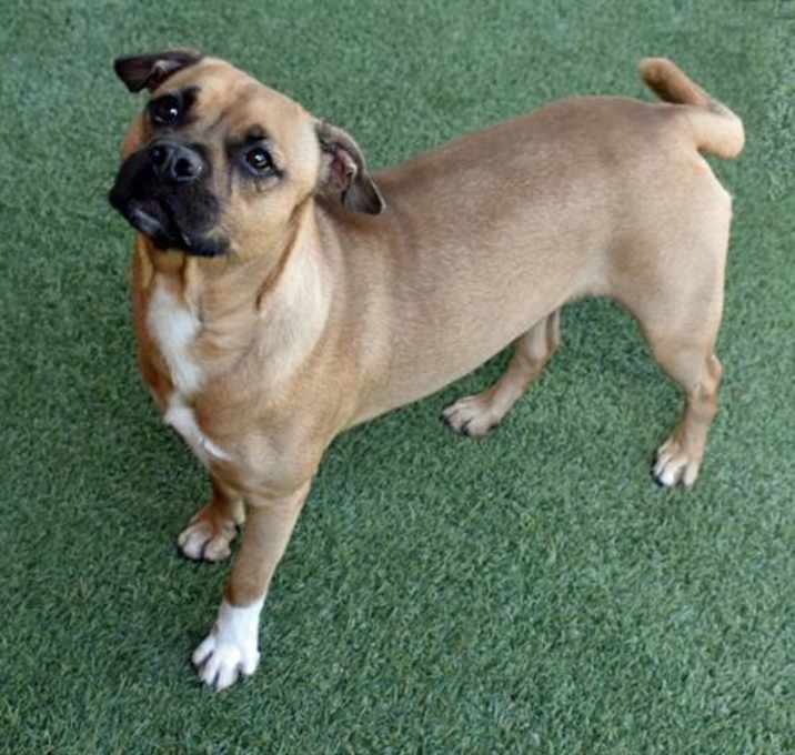 Photo of BUTTERCUP