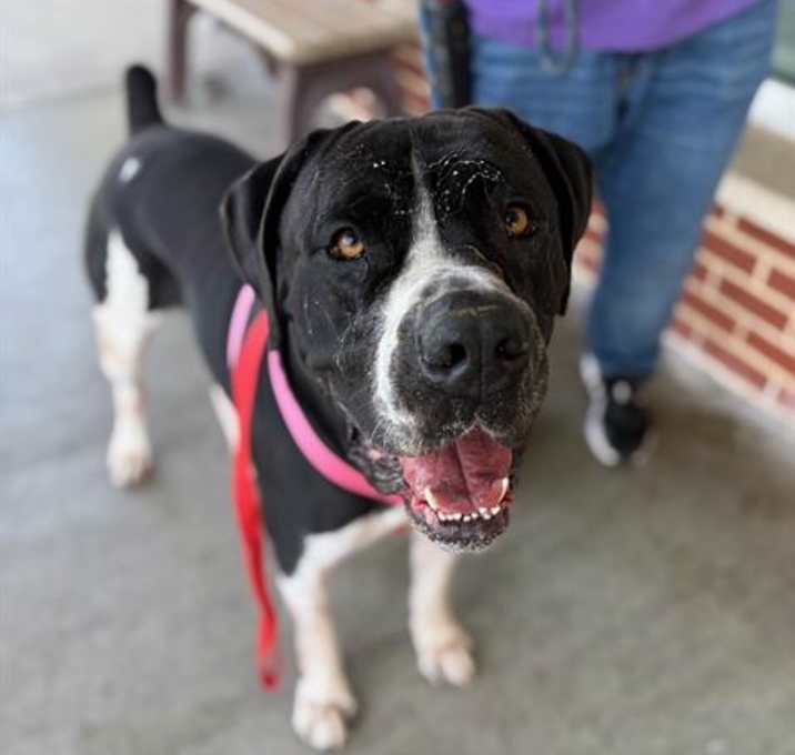 Photo of BRONCO